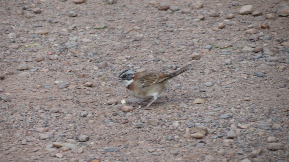 Rufous-collared Sparrow - ML67820041