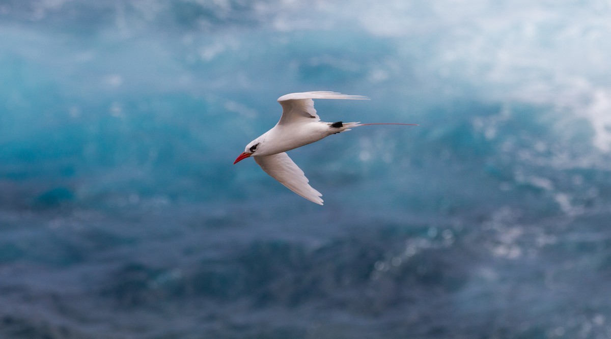 Red-tailed Tropicbird - ML67820091