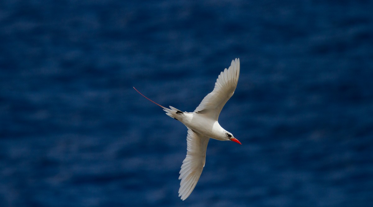 Red-tailed Tropicbird - ML67820101