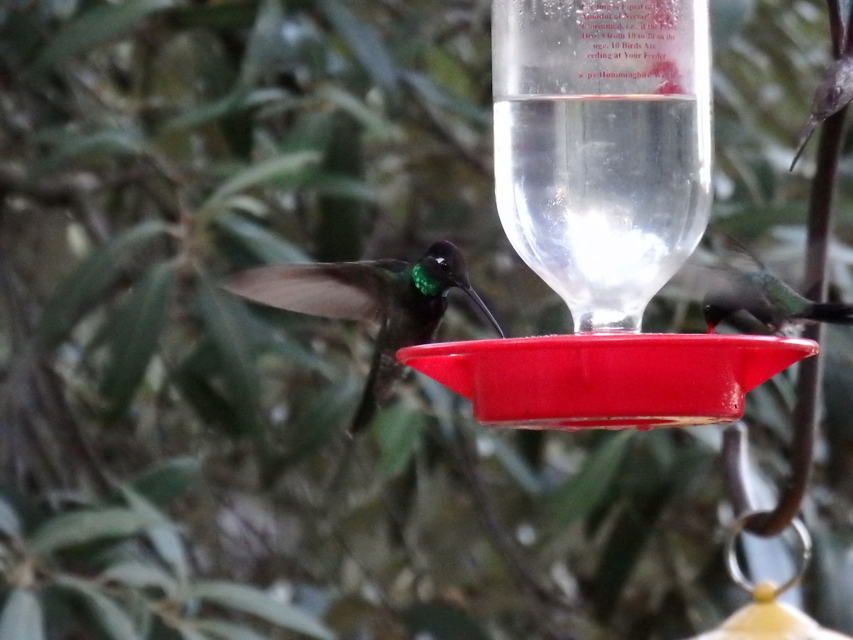 Rivoli's Hummingbird - ML67820271
