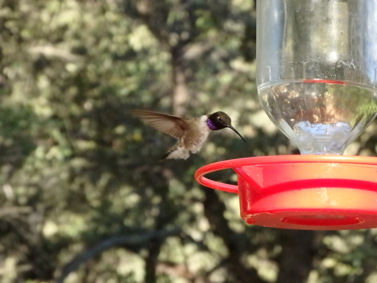 Black-chinned Hummingbird - ML67820341
