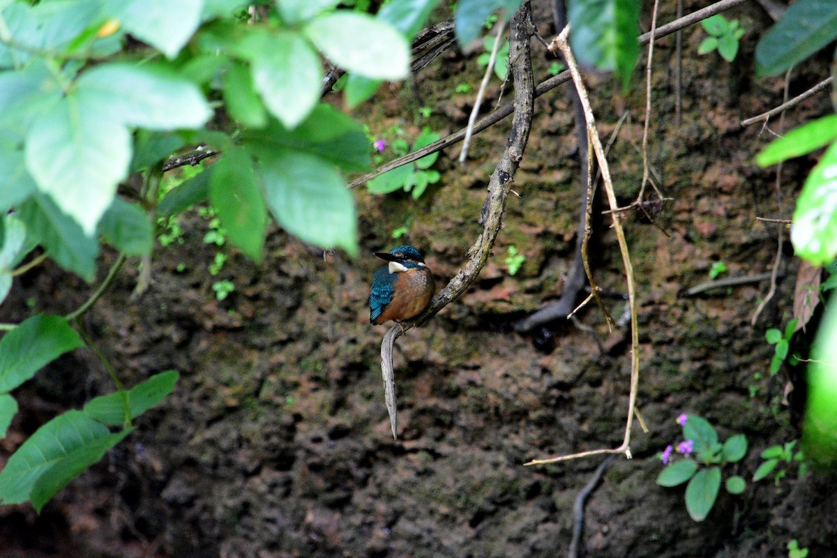 Common Kingfisher - Shaurya Rahul Narlanka