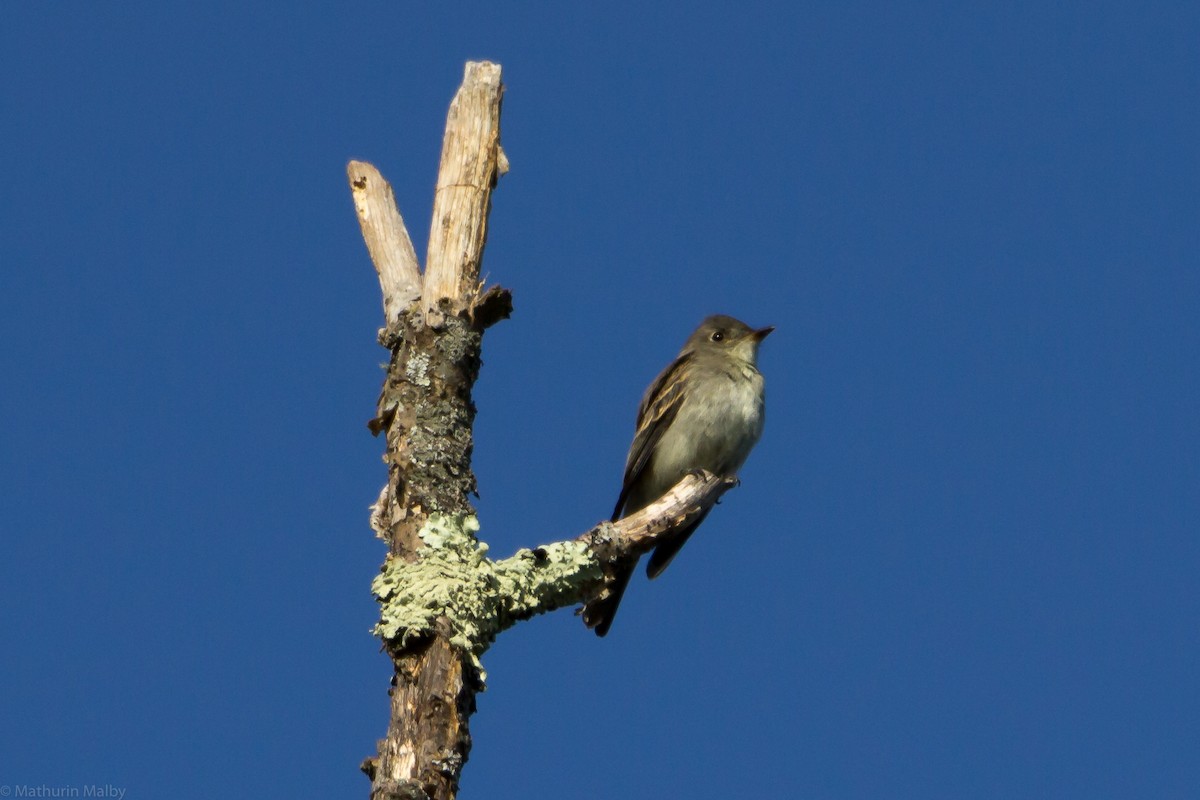 Eastern Wood-Pewee - Mathurin Malby