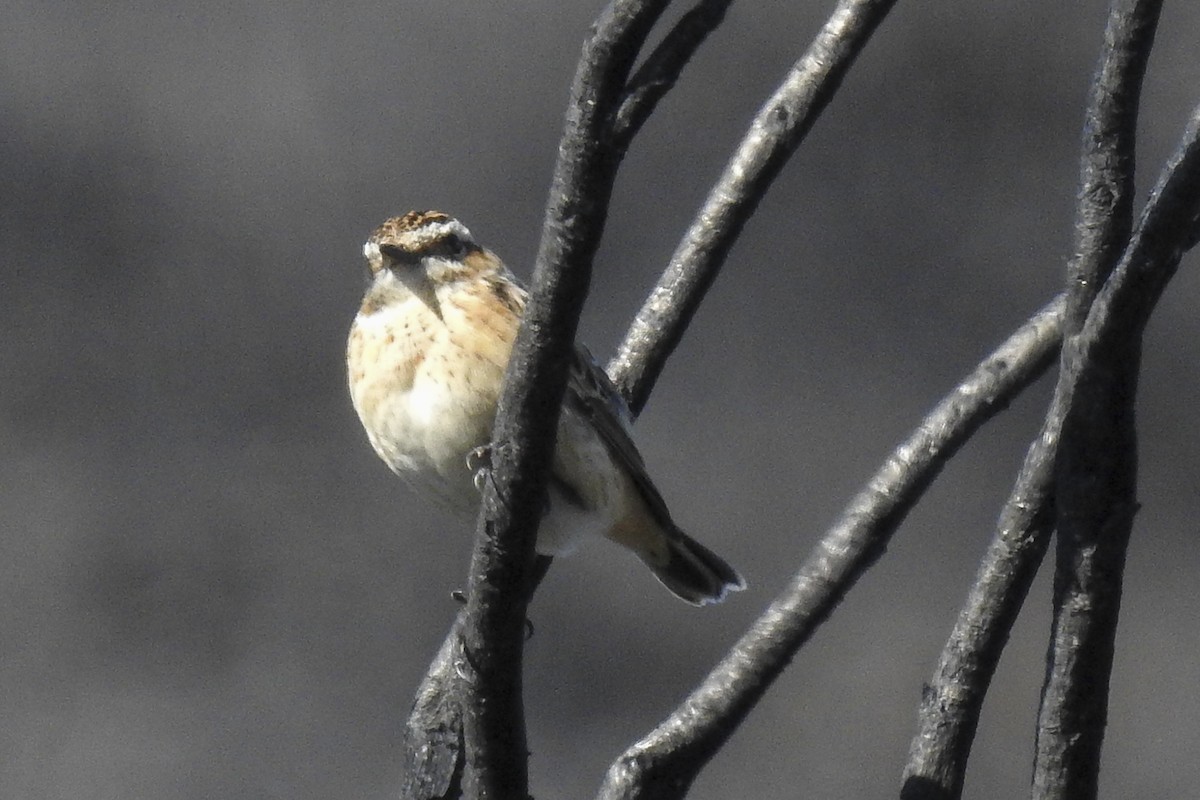 Whinchat - ML67825501