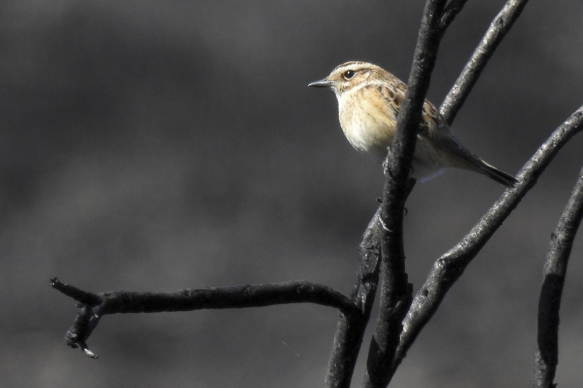 Whinchat - ML67825511