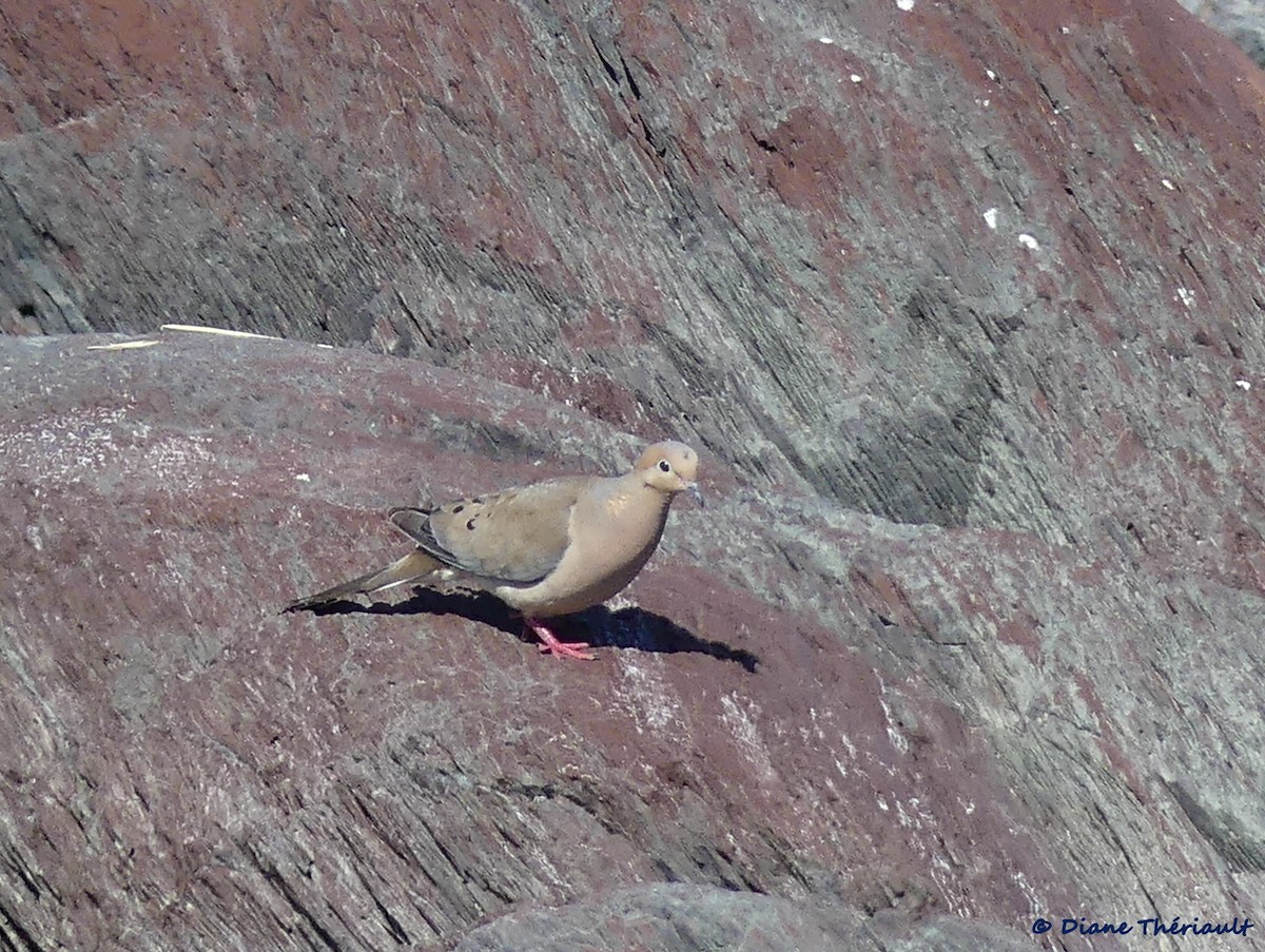 Mourning Dove - Diane Thériault