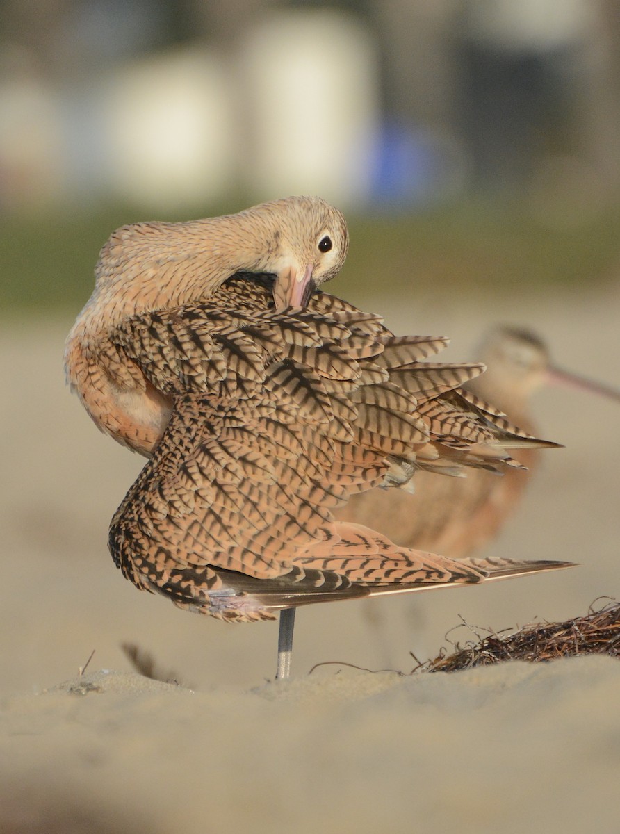 Long-billed Curlew - ML67826011