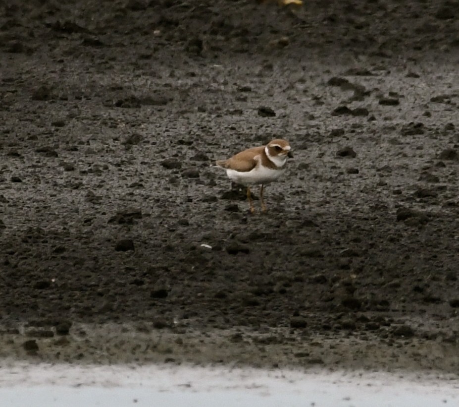 Semipalmated Plover - ML67826051