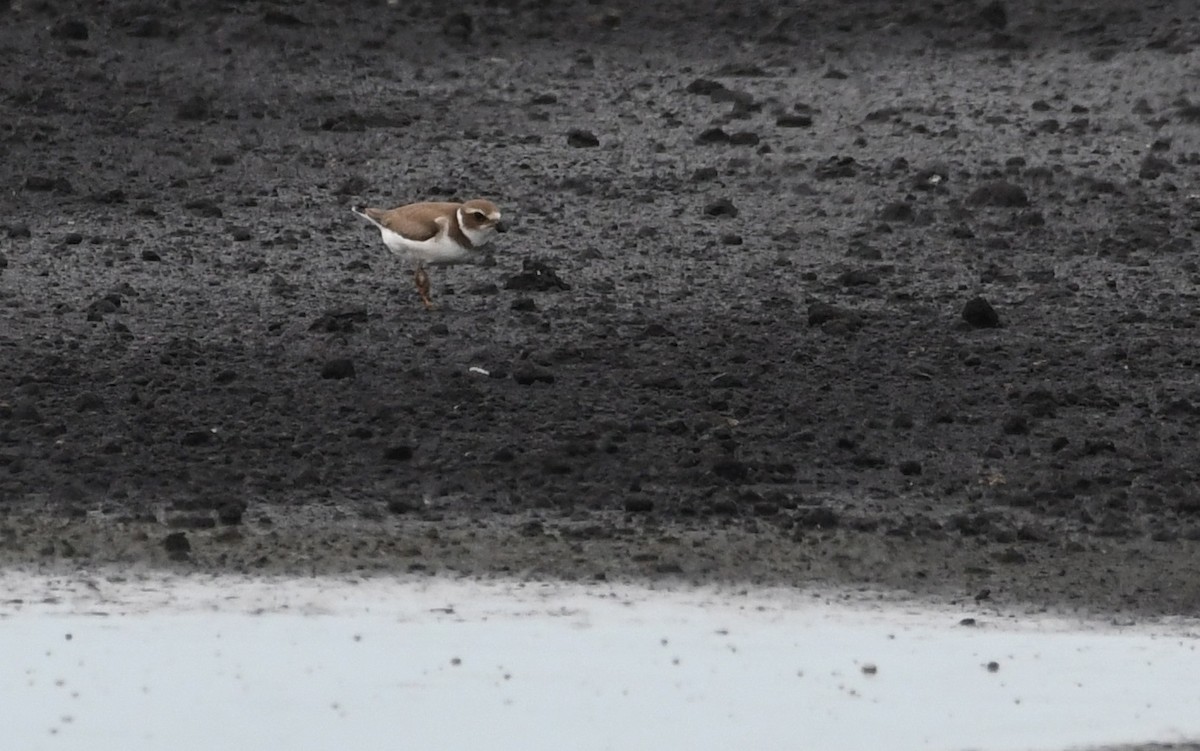 Semipalmated Plover - ML67826061