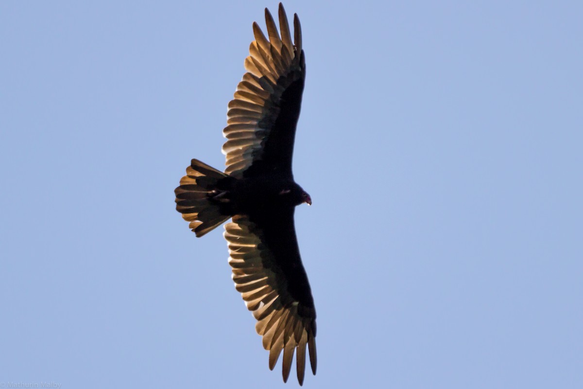 Turkey Vulture - Mathurin Malby