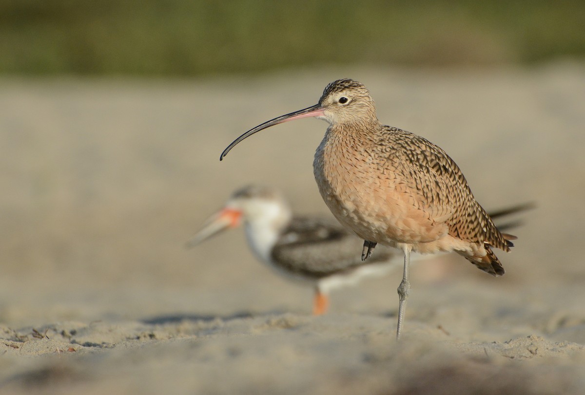 Long-billed Curlew - ML67826221