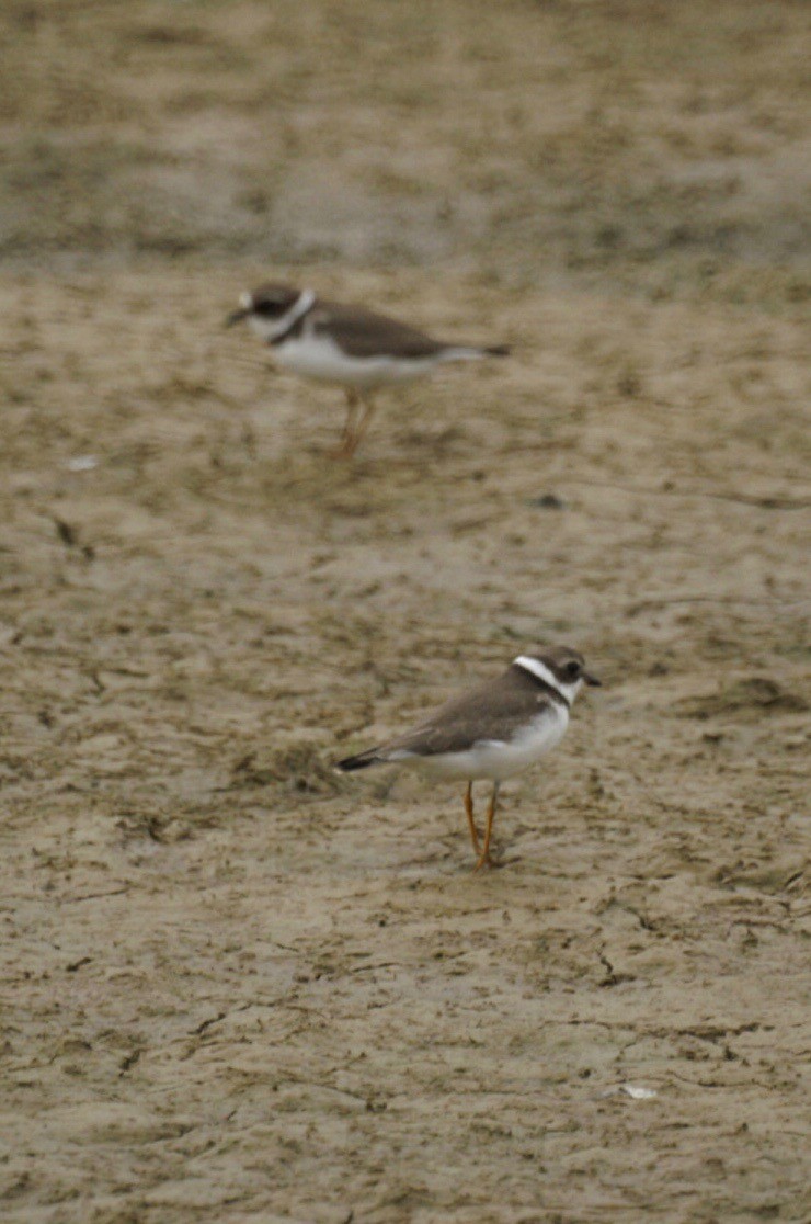 Semipalmated Plover - ML67829221