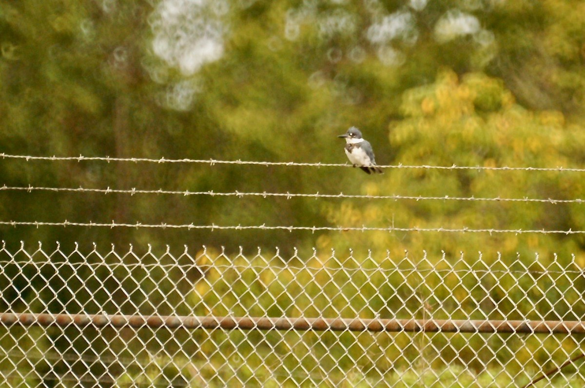 Belted Kingfisher - ML67829631