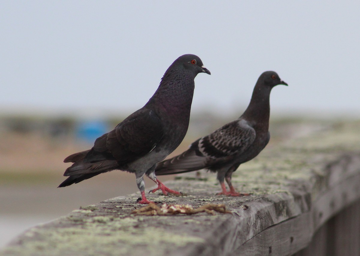 Rock Pigeon (Feral Pigeon) - Steven Lamonde