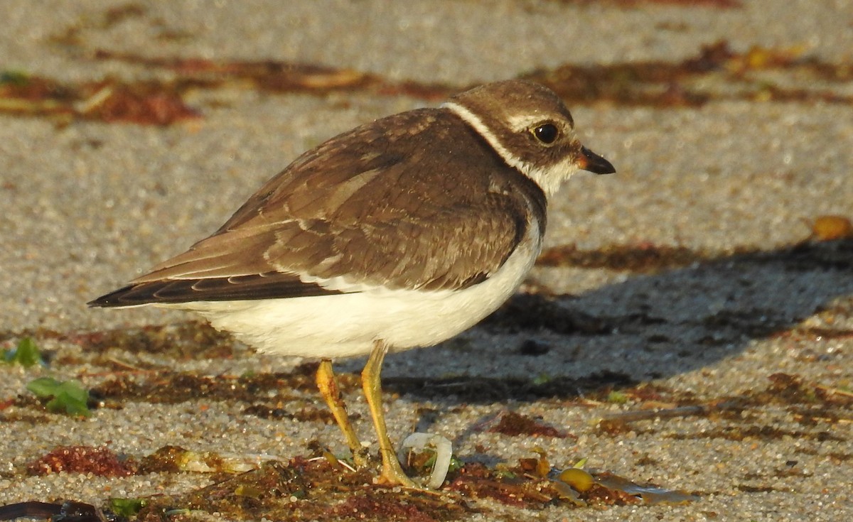 Semipalmated Plover - ML67831701