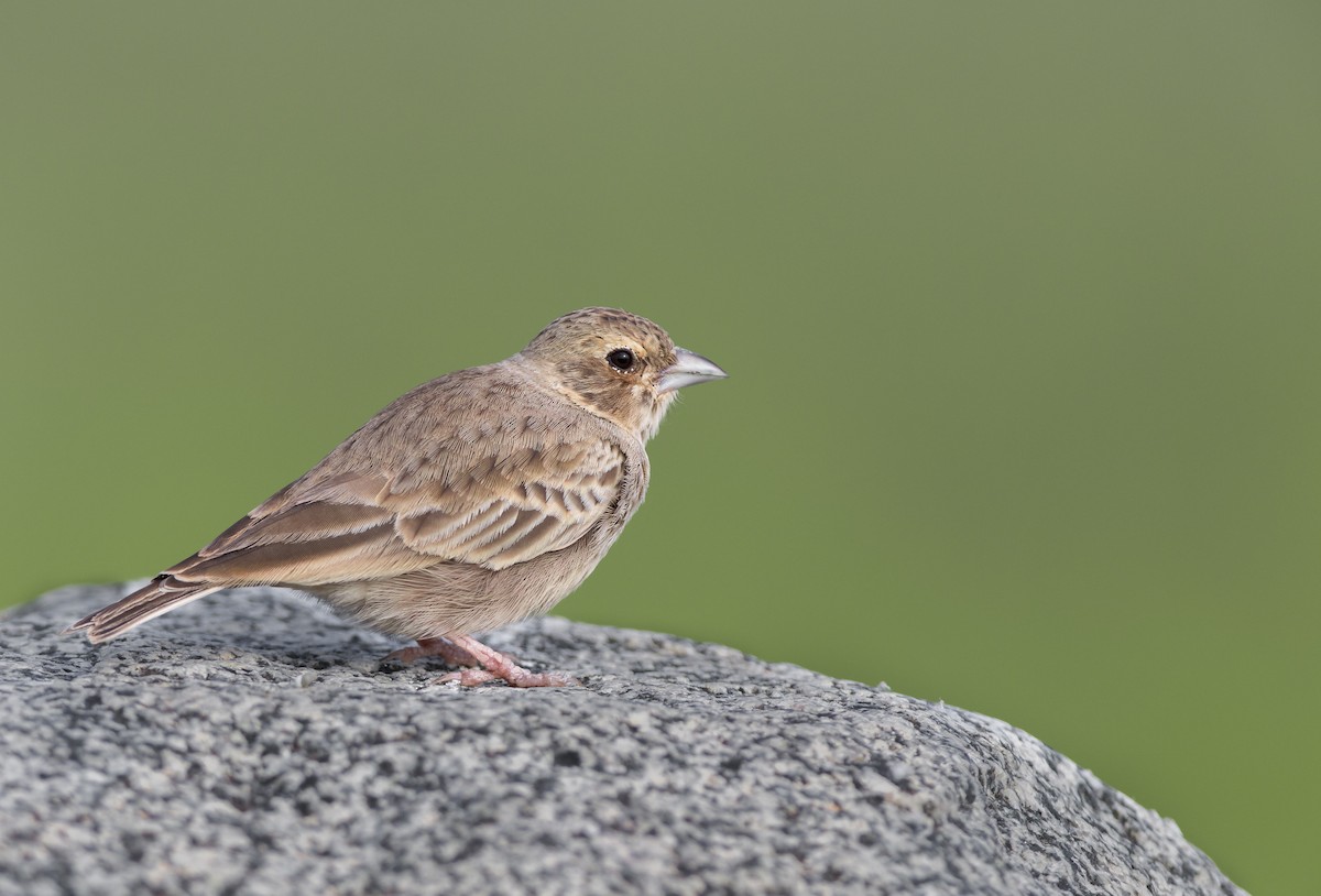 Ashy-crowned Sparrow-Lark - Phani krishna Ravi