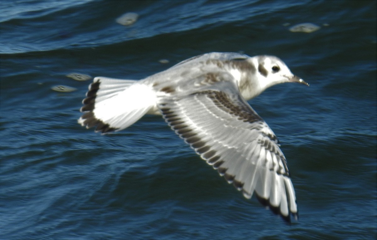 Bonaparte's Gull - Carol Baird Molander