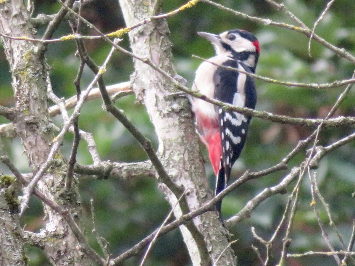 Great Spotted Woodpecker - Alexis Lamek