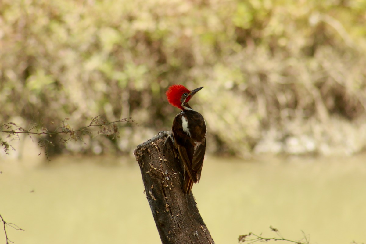 Lineated Woodpecker - Jorge Novoa - CORBIDI