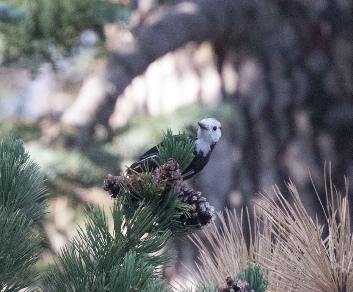 White-headed Woodpecker - stevan brad