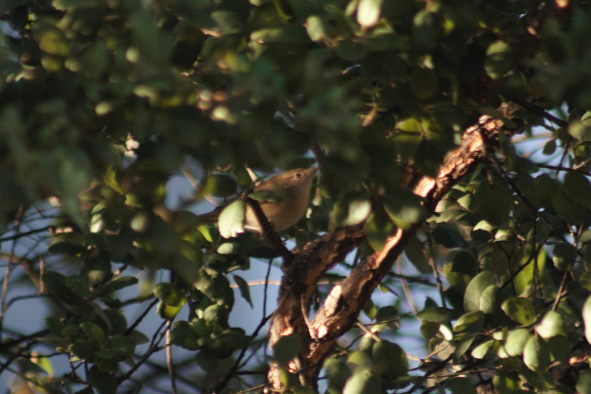 Common Reed Warbler - Manuel Ribeiro