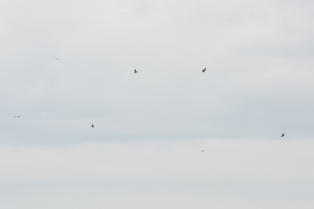 Swallow-tailed Kite - ML67840831