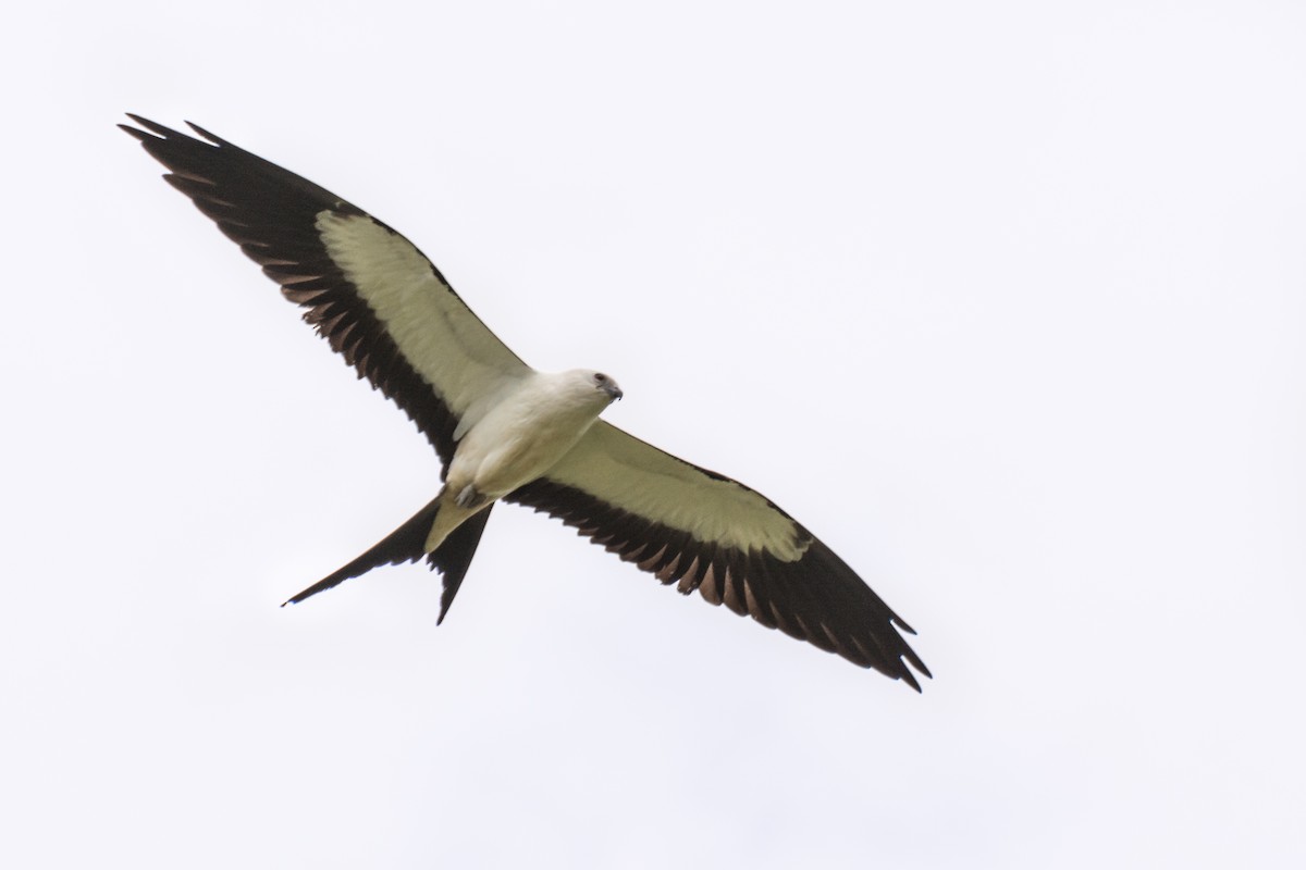 Swallow-tailed Kite - Camille Merrell