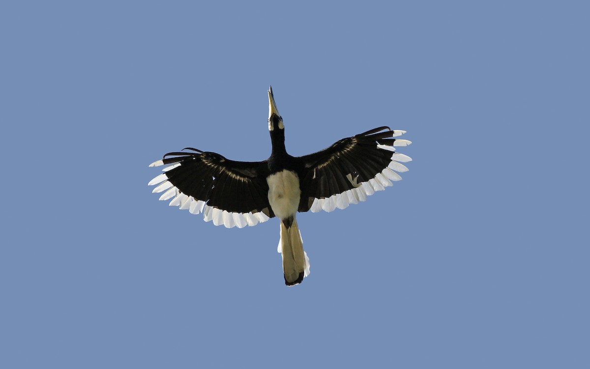 Oriental Pied-Hornbill - Christoph Moning