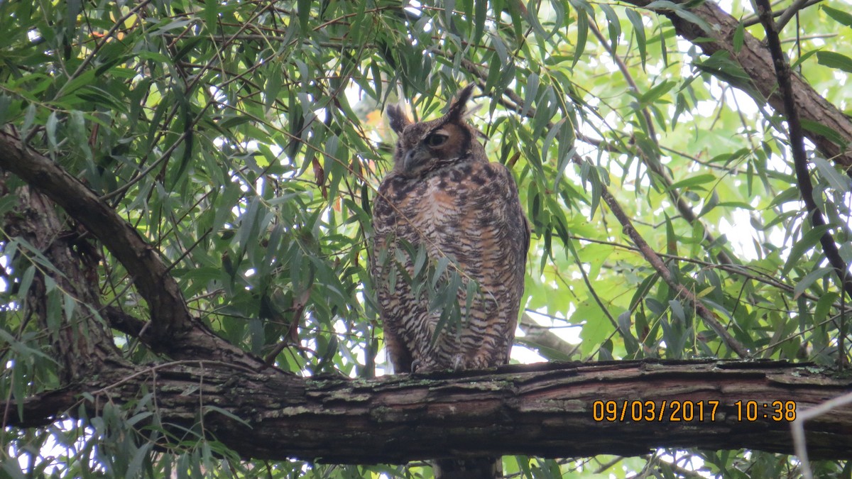 Great Horned Owl - ML67843431