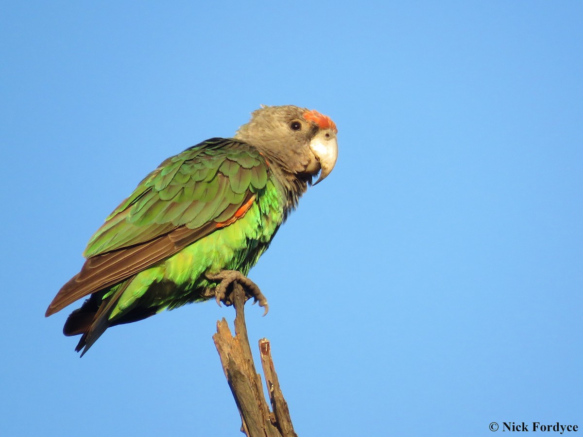 Brown-necked Parrot (Gray-headed) - Nicholas Fordyce - Birding Africa