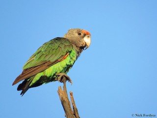  - Brown-necked Parrot (Gray-headed)