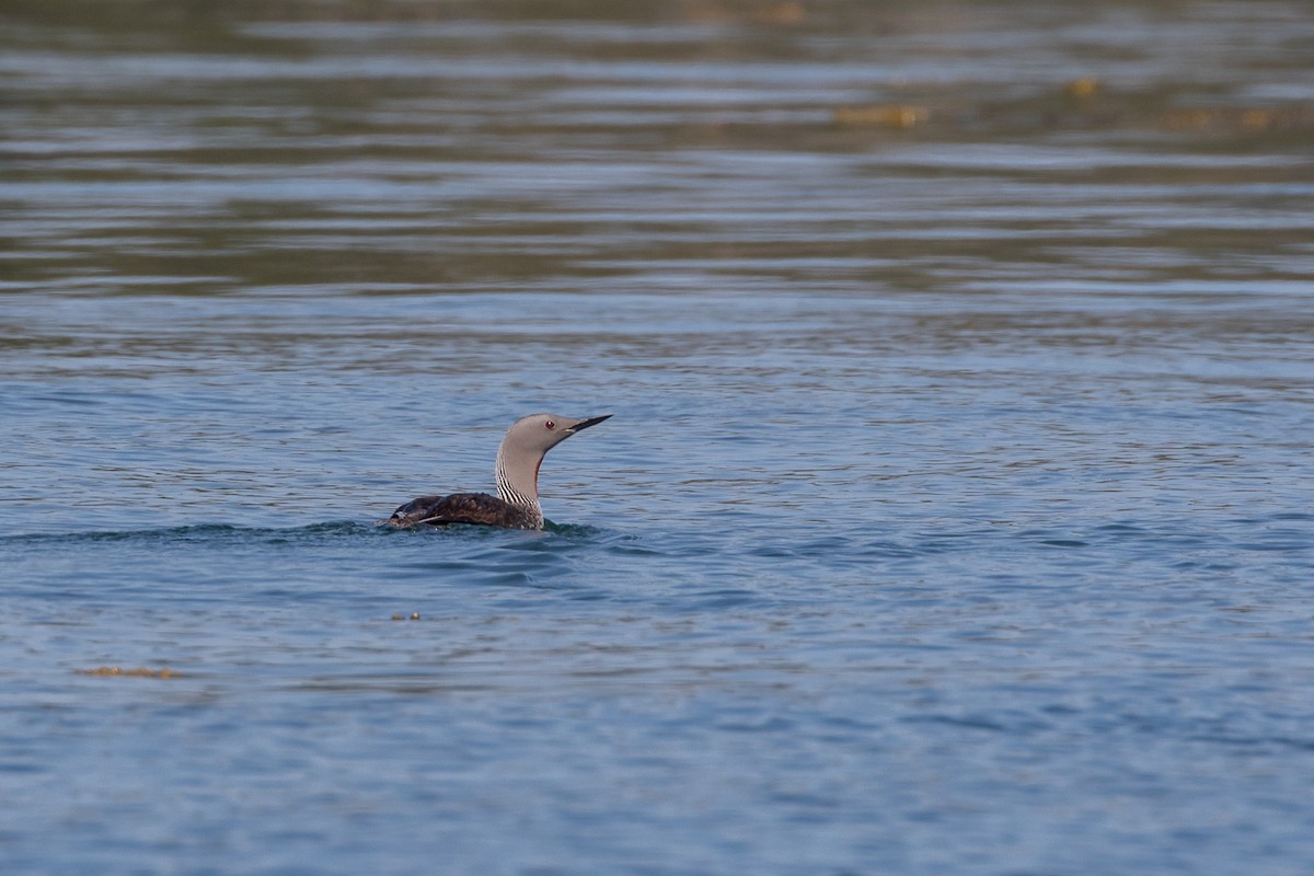Red-throated Loon - Louis Bevier