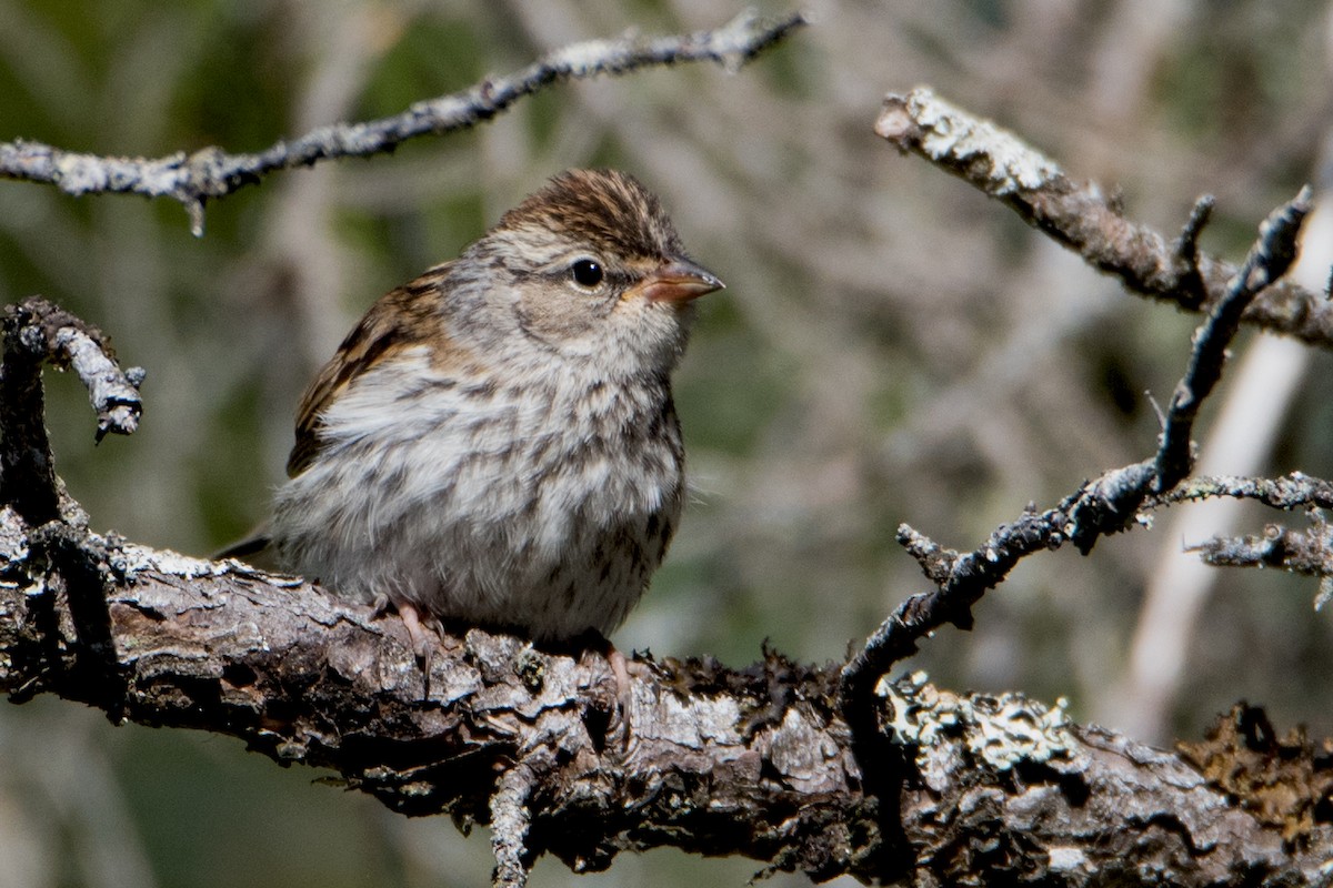 Chipping Sparrow - ML67849721