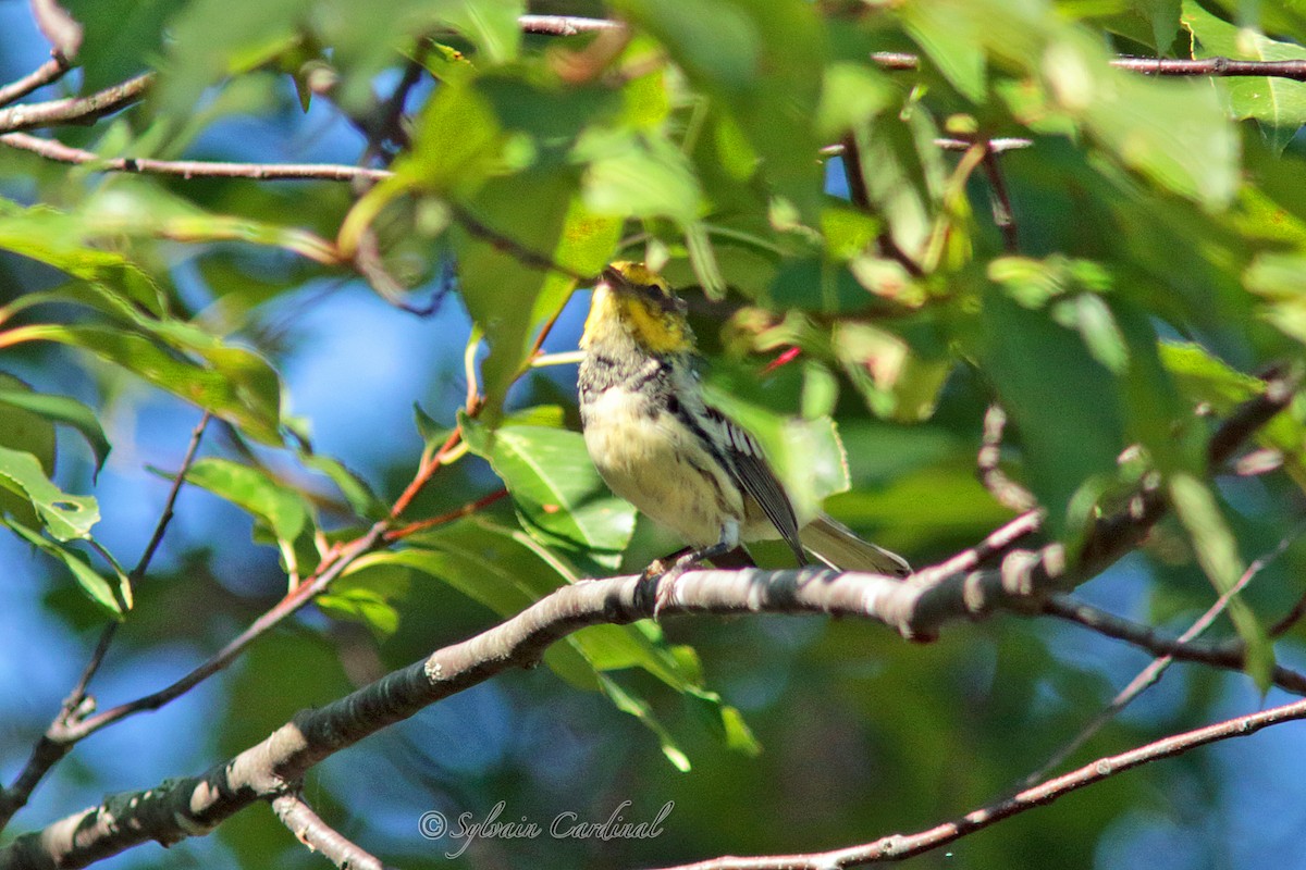 Black-throated Green Warbler - Sylvain Cardinal