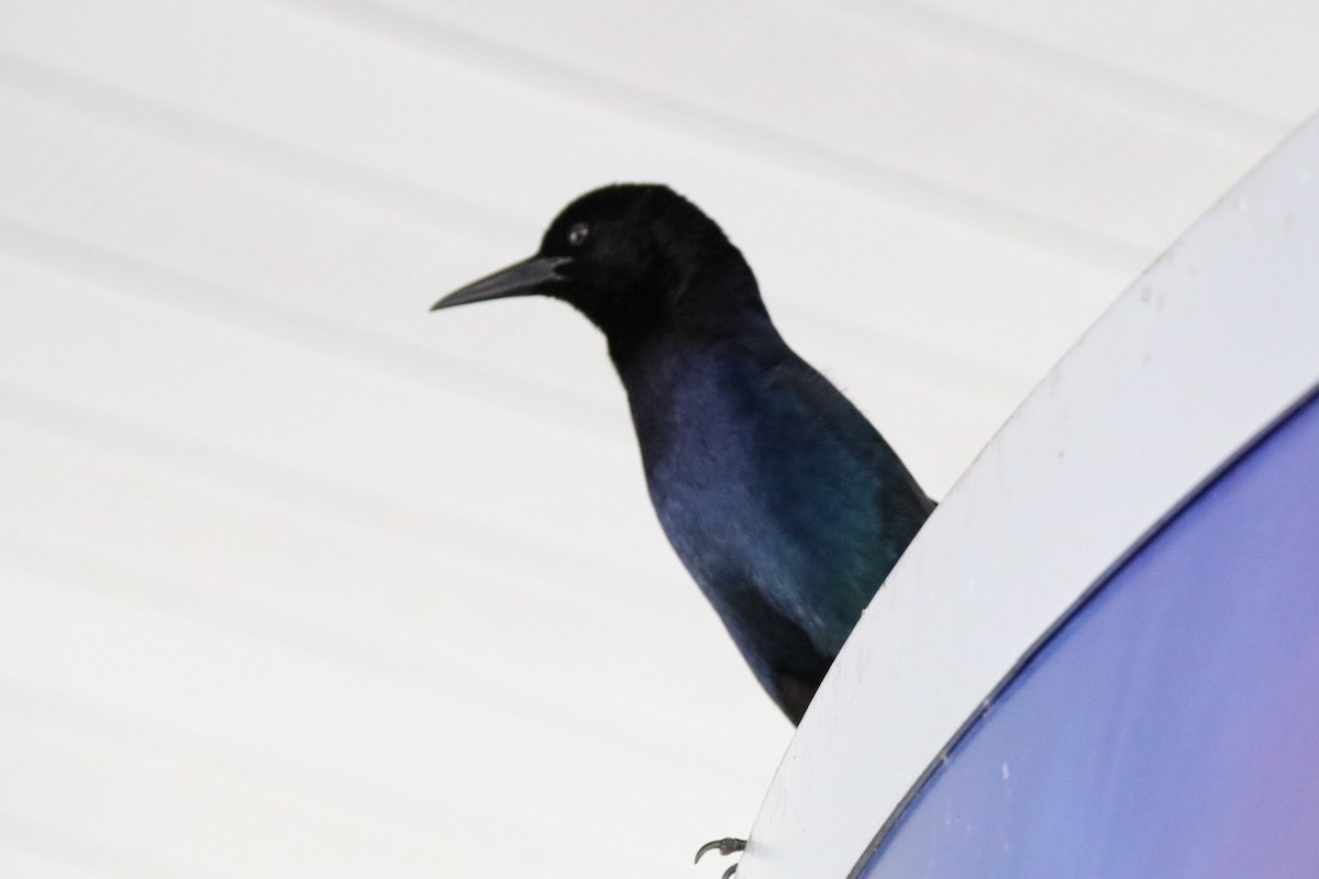 Boat-tailed Grackle - ML67852201