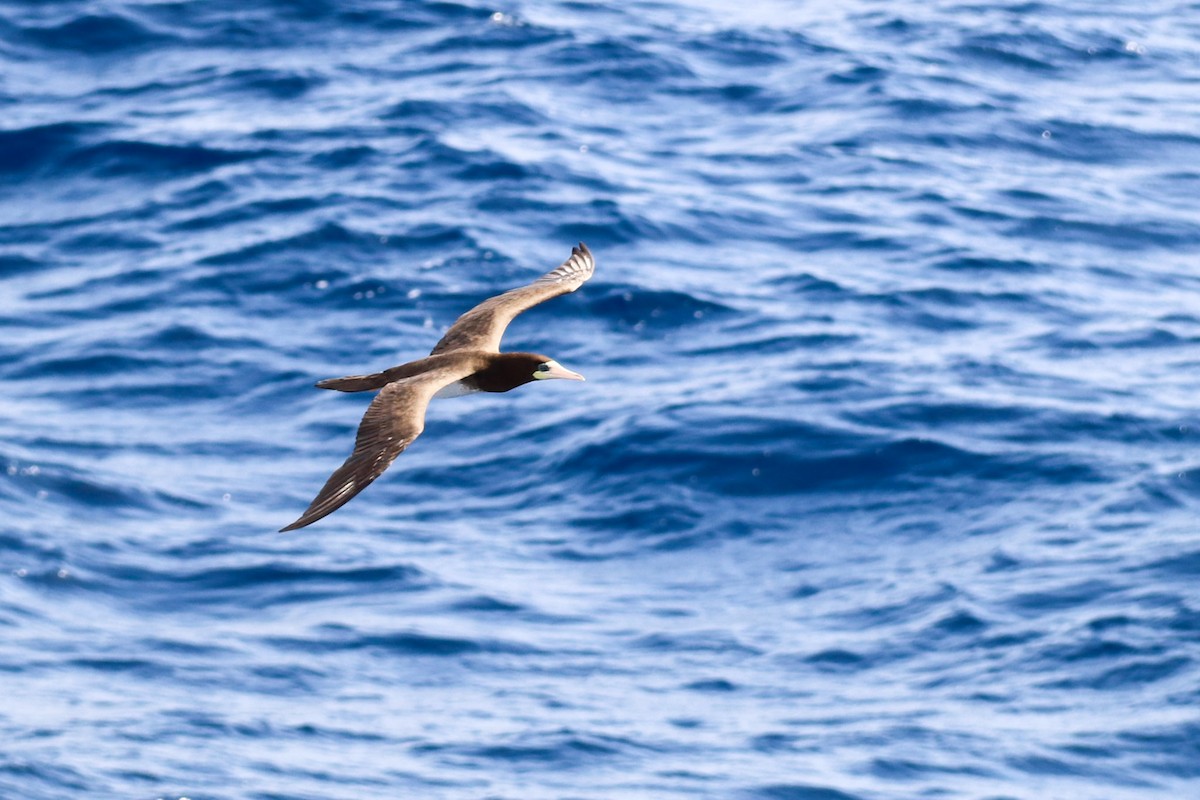 Brown Booby - ML67853761