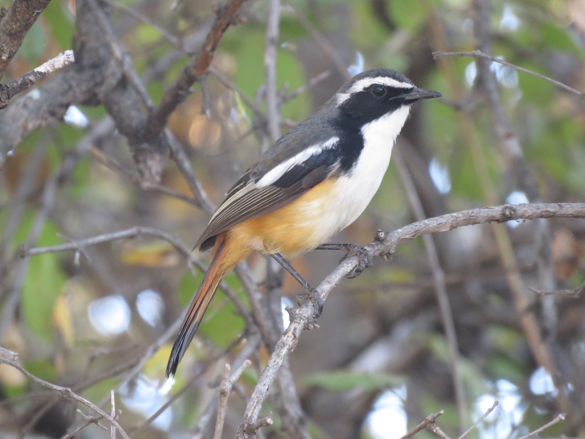 White-throated Robin-Chat - Nicholas Fordyce - Birding Africa