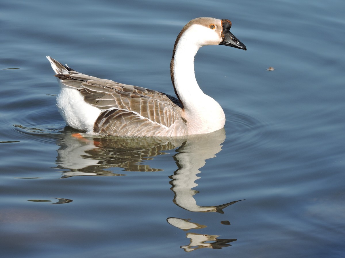 Swan Goose (Domestic type) - ML67856091