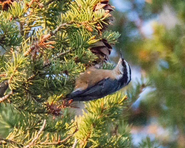 Red-breasted Nuthatch - James Mccoy