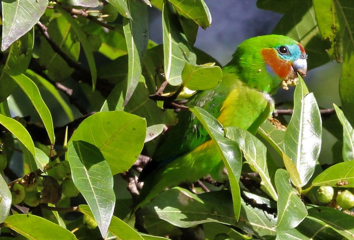 Double-eyed Fig-Parrot - Mary Clarke