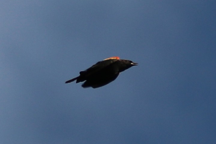 Red-winged Blackbird - Walter Thorne