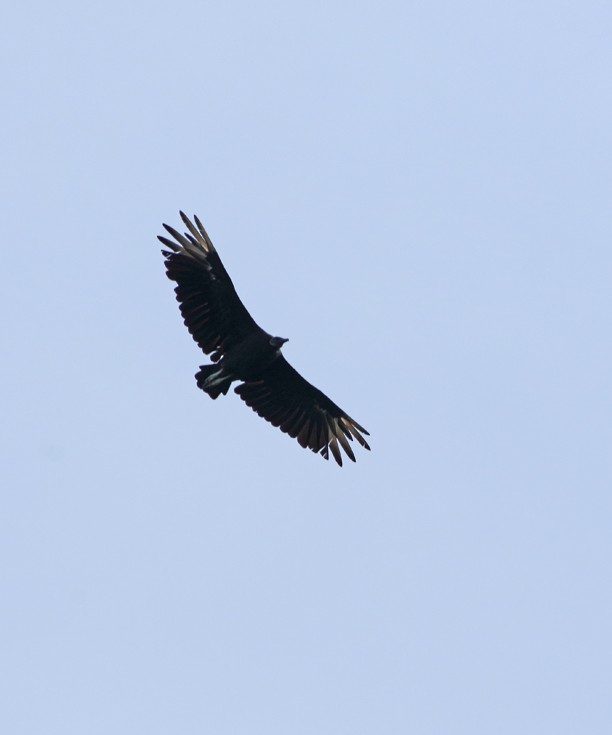 Black Vulture - ML67861631
