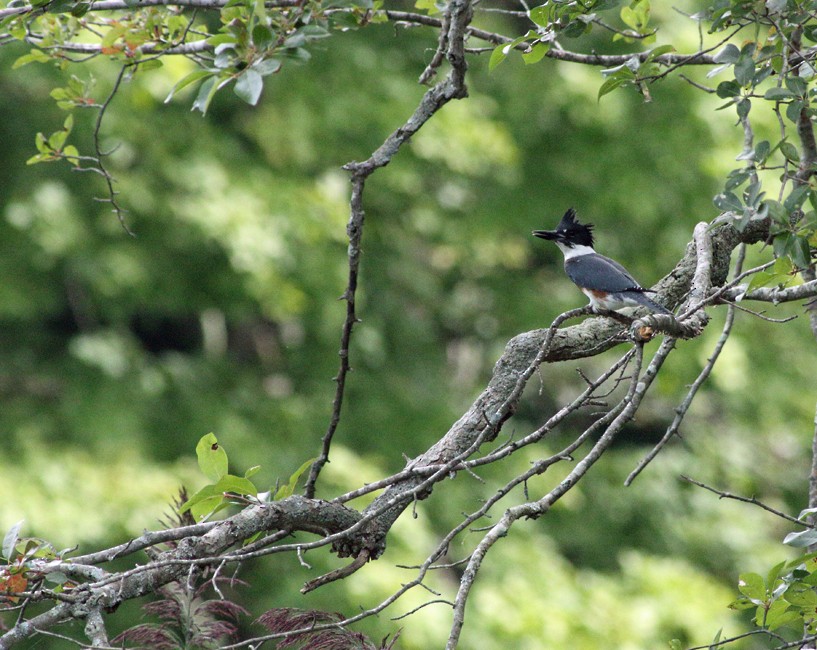 Belted Kingfisher - ML67861861