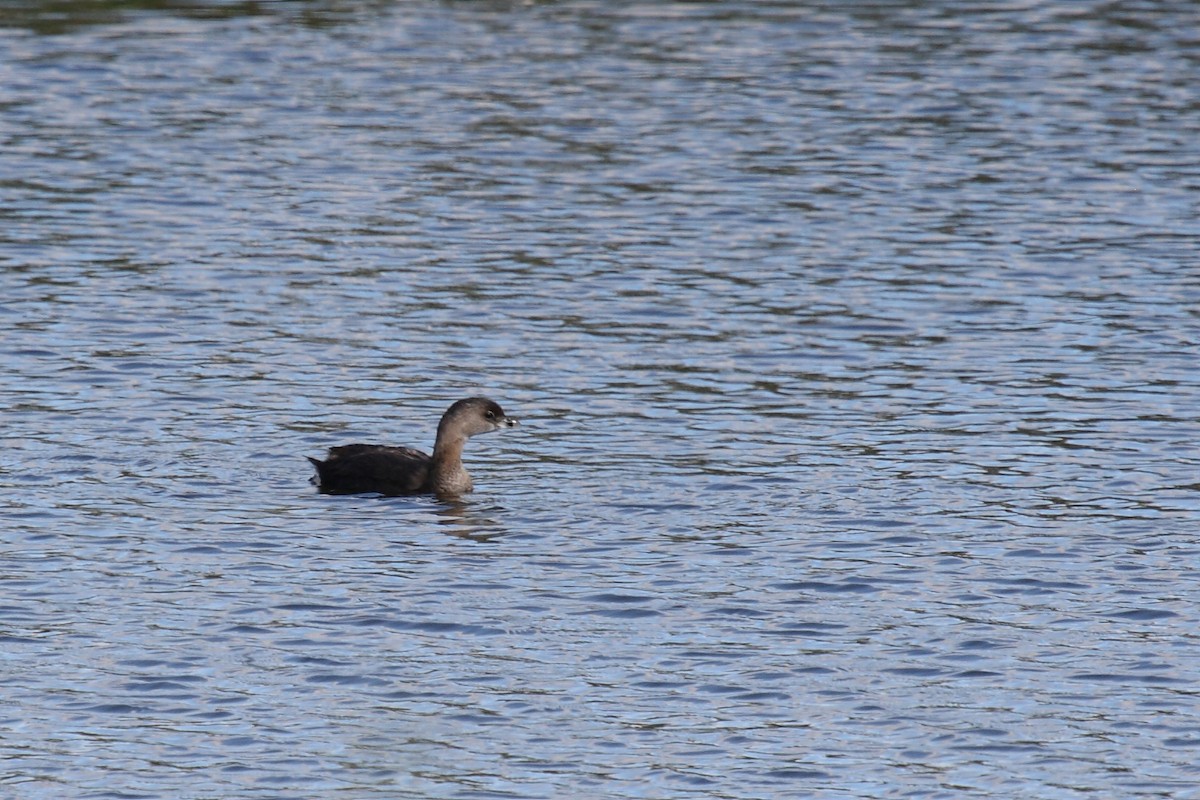 Pied-billed Grebe - Janet Hill
