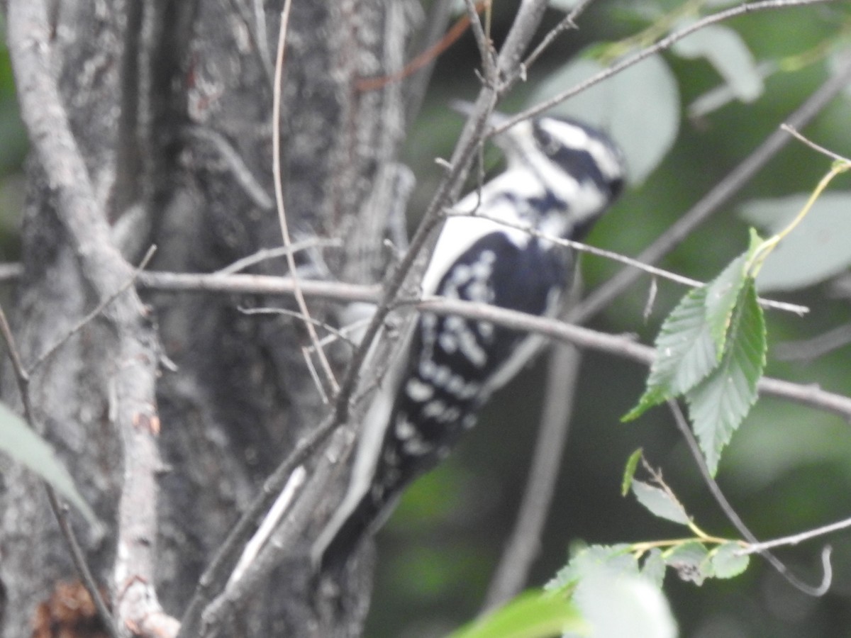Hairy Woodpecker (Eastern) - ML67864561