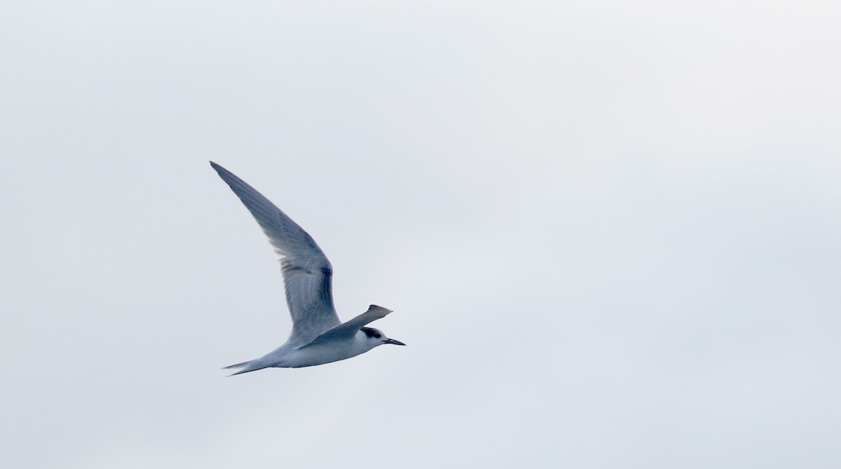 Common Tern - Jay McGowan