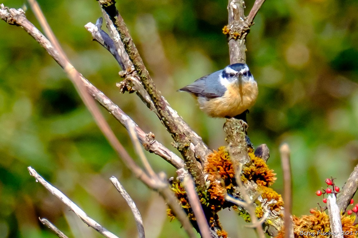 Red-breasted Nuthatch - Betsy Fischer