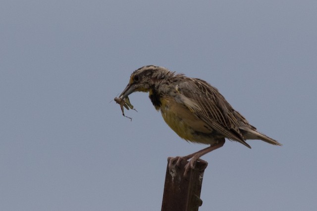Bird feeding on grasshopper. - Chihuahuan Meadowlark - 