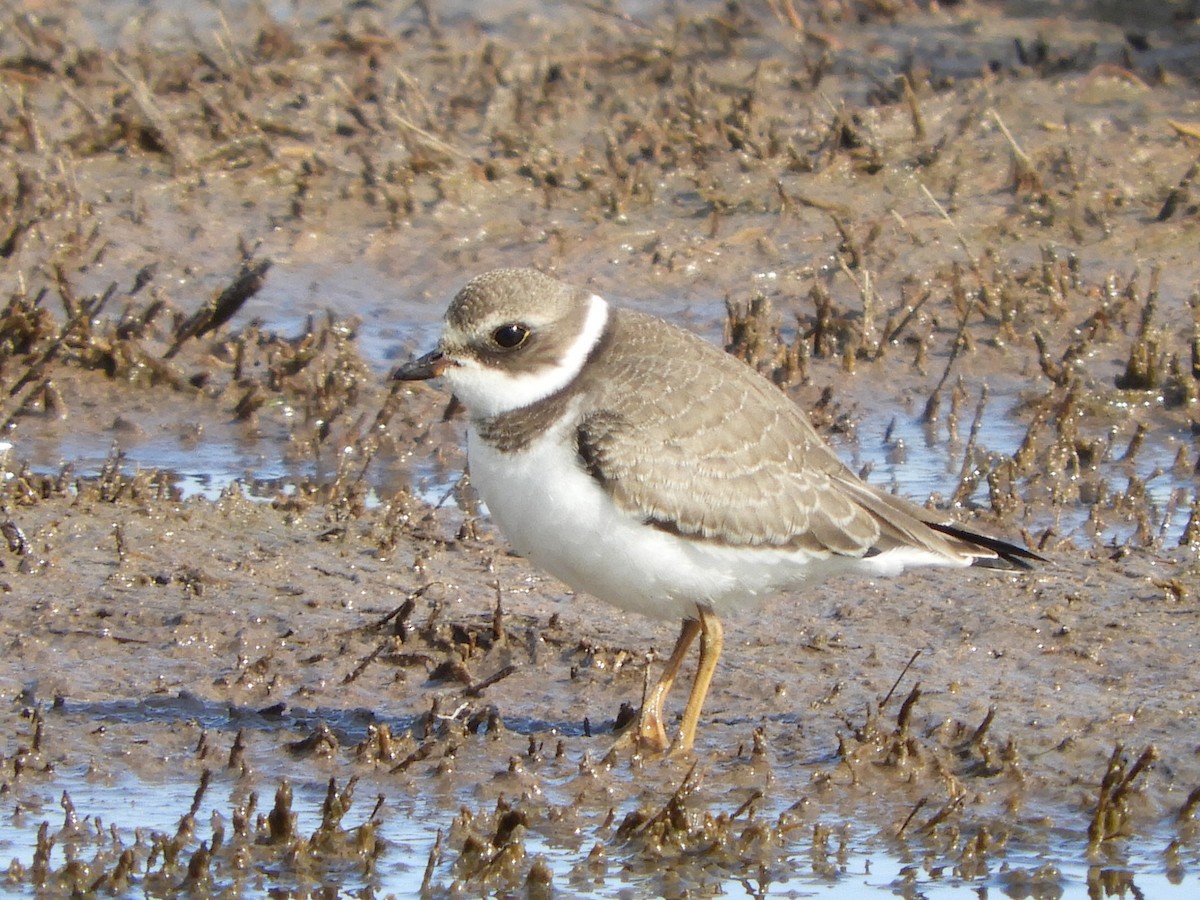Semipalmated Plover - Bill Lee