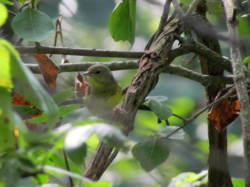 Mourning Warbler - Tracy The Birder